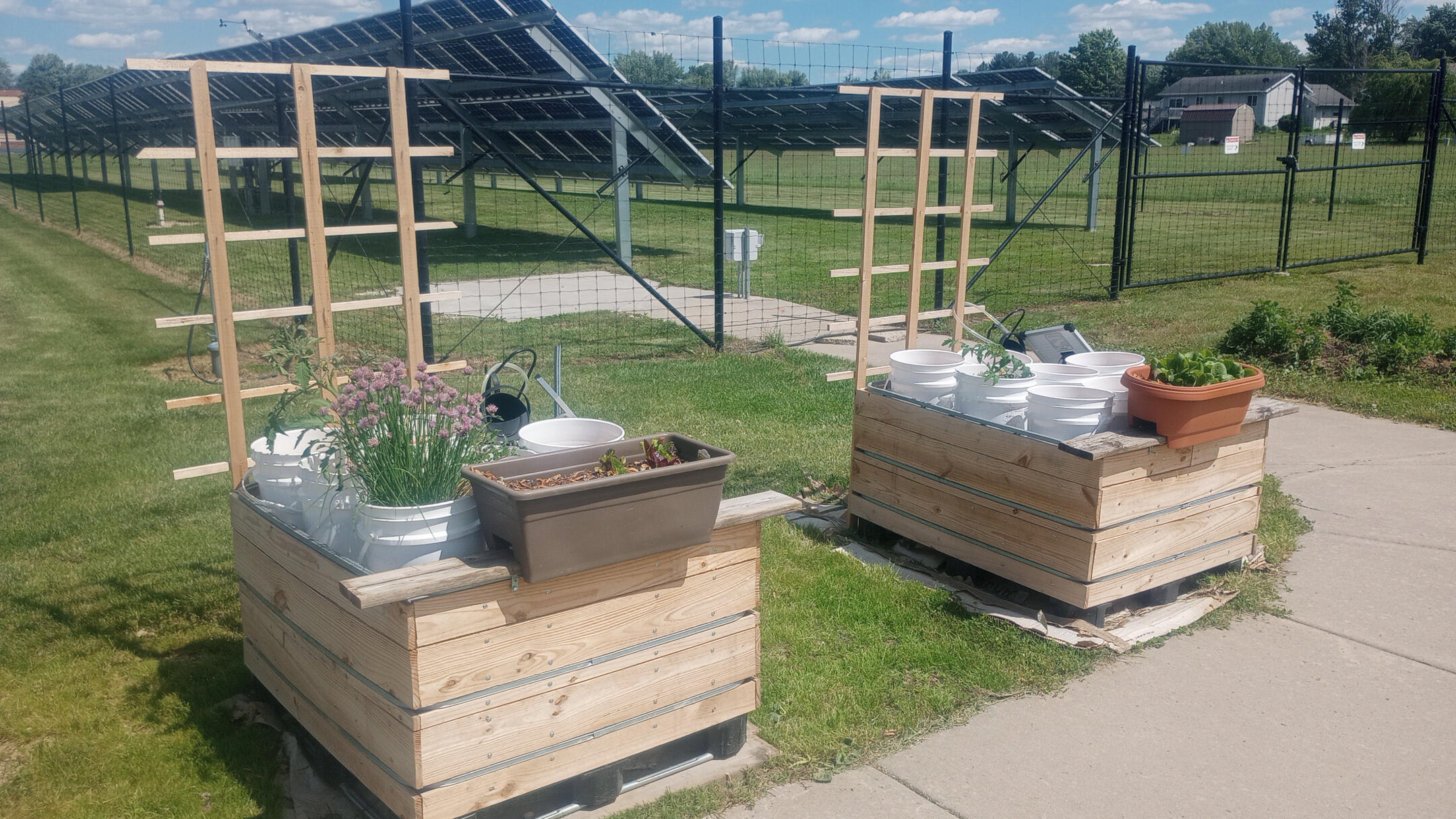 First Year of the wicky garden, September 2022