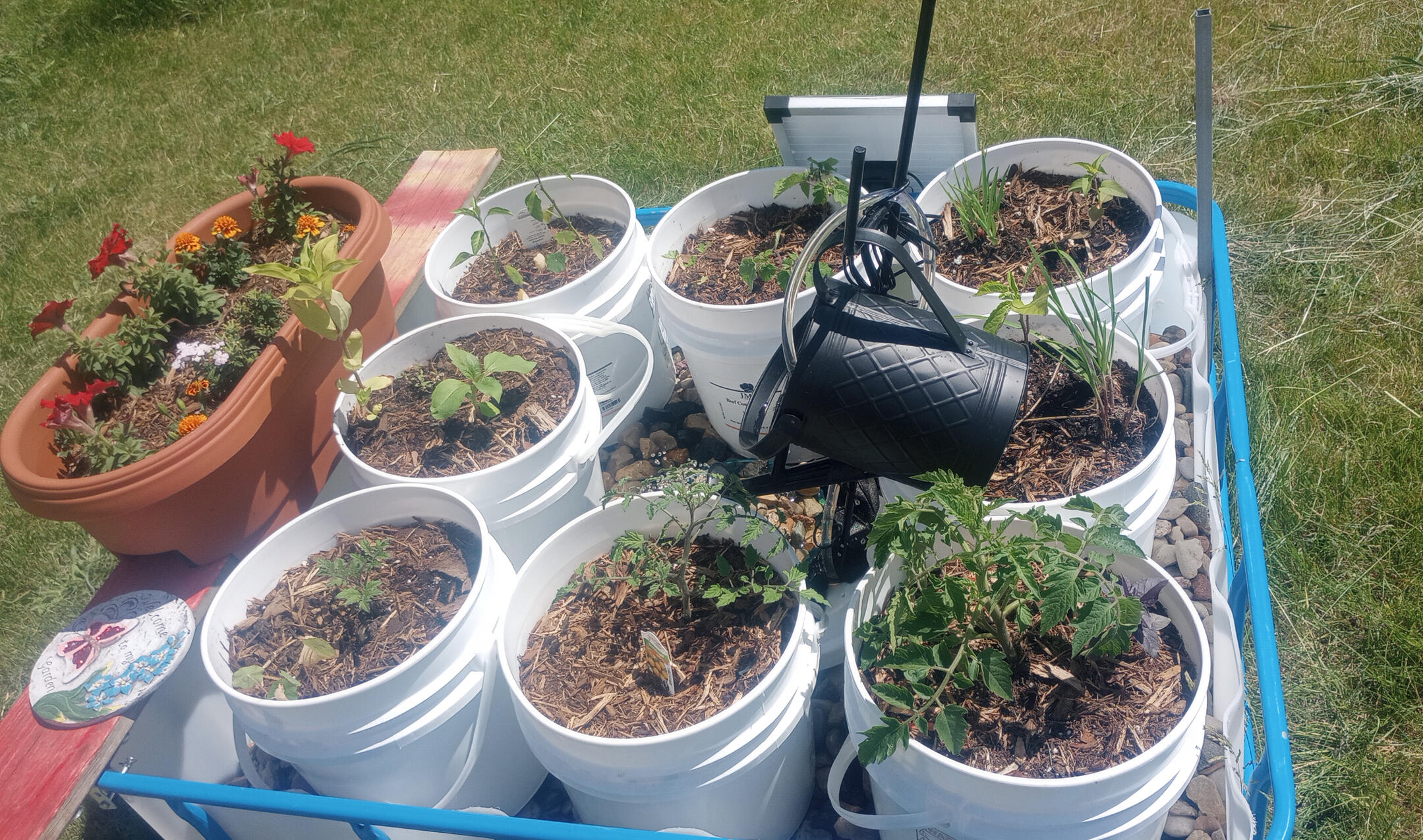 First Year of the wicky garden, September 2022