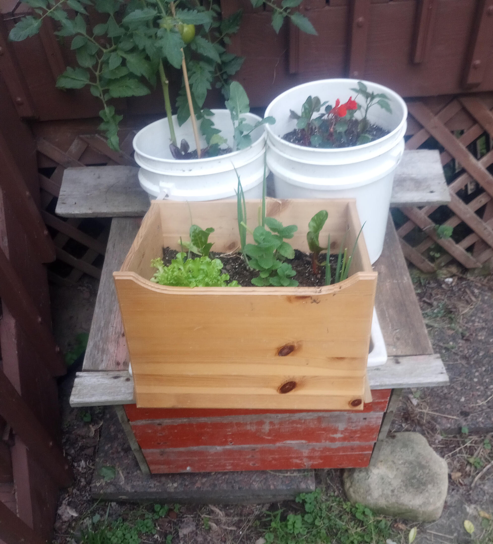 First Year of the wicky garden, September 2022